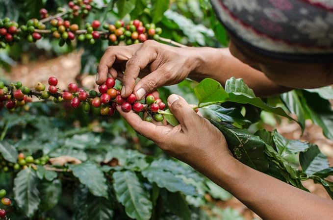 Roasted Coffee Beans, Organic Whole Bean Variety Pack, 6 x 3.2 oz